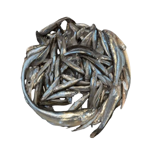 চেলা মাছ