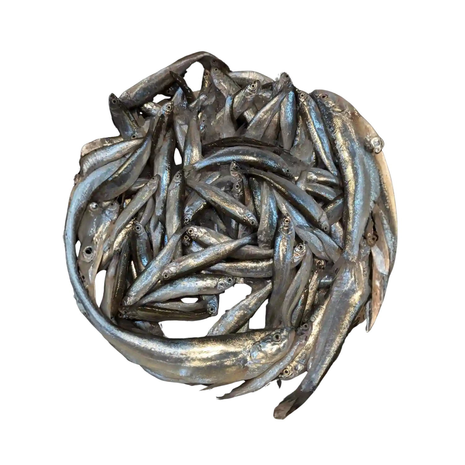 চেলা মাছ