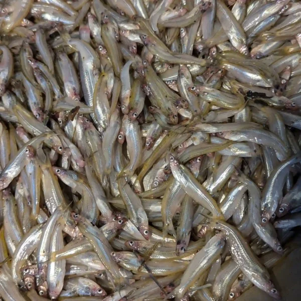 বাতাসি মাছ